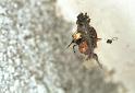 Parasteatoda_lunata_F2128_Z_89_Les Gris_Frankrijk